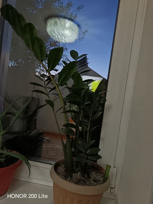 Продам комнатные цветы