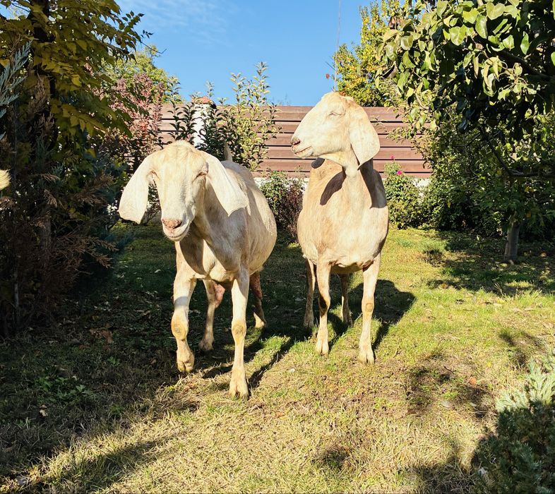 Capra metis 75%  Anglonubian 25% Saanen