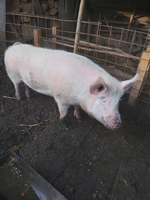 Vaca la schimb pe oi