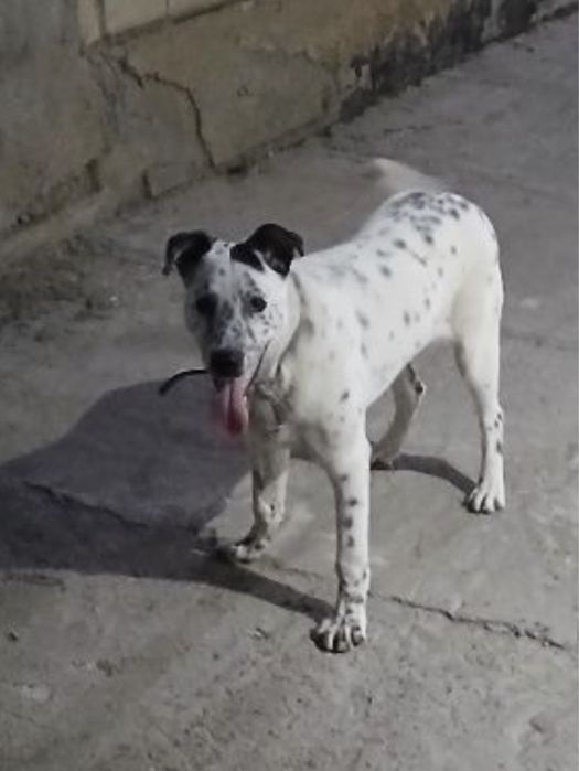 Щенок помесь немецкой овчарки и алабая