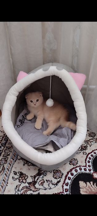 Дом для кошек состояние новое