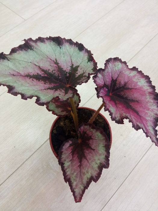 Бегонии и филодендрон