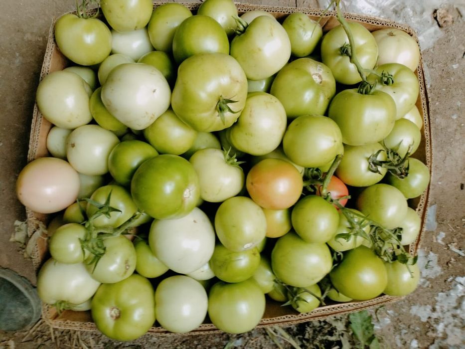 Продам Зелёные помидоры для соление