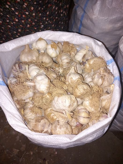 Usturoi de pus în pământ și consum