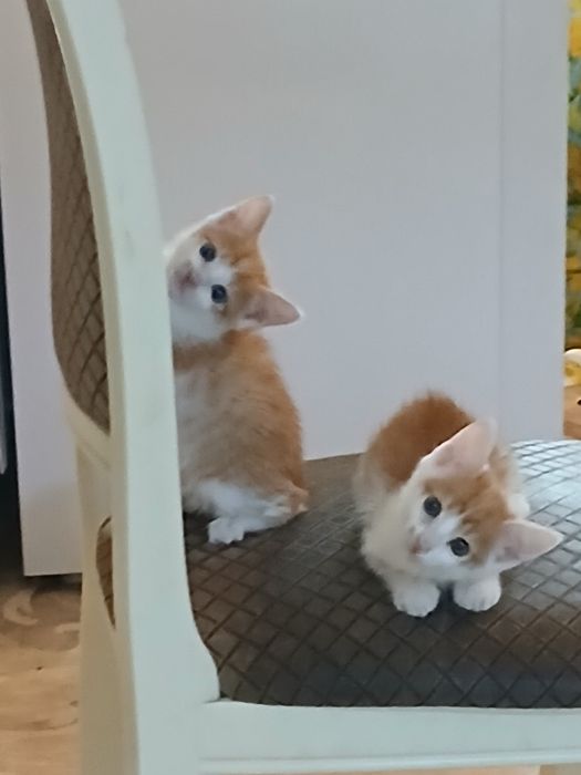 Отдам котят стерилизованных