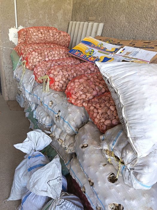 Yaxshi may oyidagi hosil yaxshi chesnok