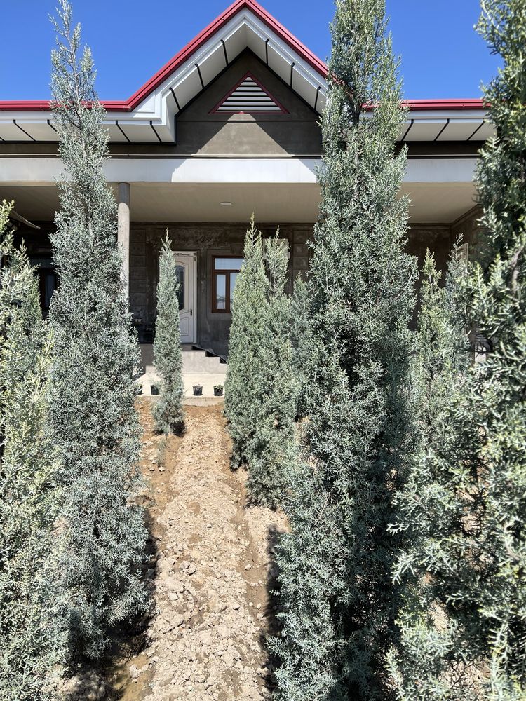 Aksiya Arizoniski kiparis sotiladi boyi 2m 100$, 2.5m 140$,3m 170$