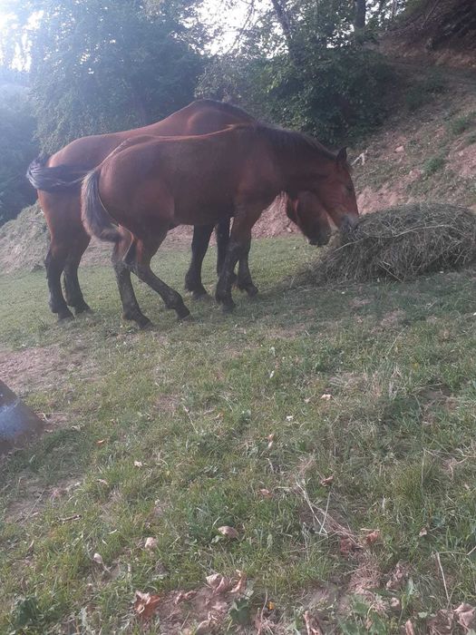 Vand manz de cinci luni