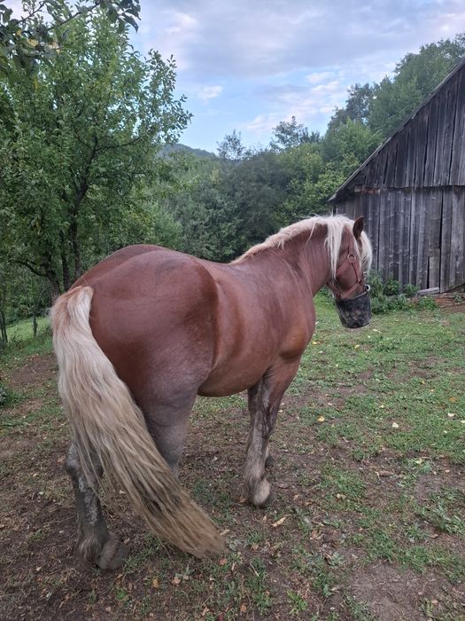 Vând armăsar de aproape 3 ani