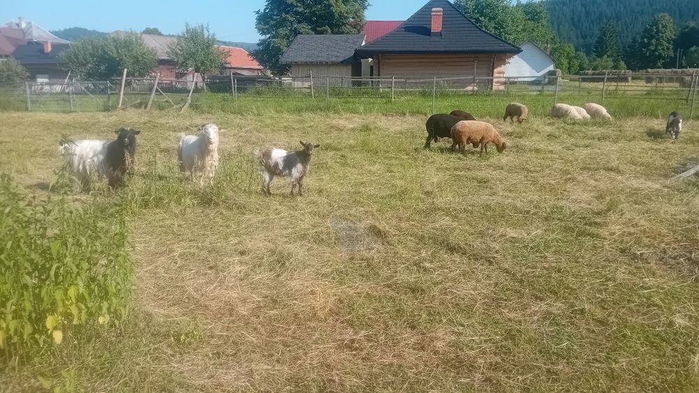 tapi de vanzare carpatin
