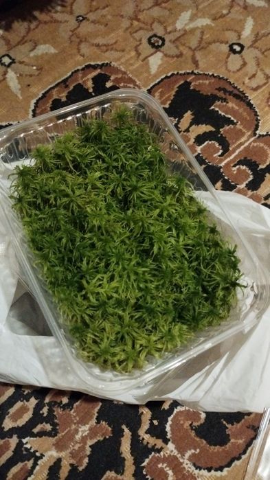 Живой мох Сфагнум  премиум класса 100 г 100 000