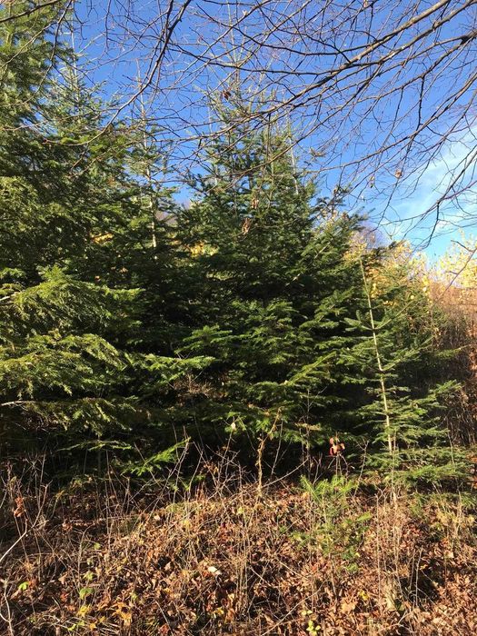 Brad/brazi/pom/pomi de Crăciun en-gros