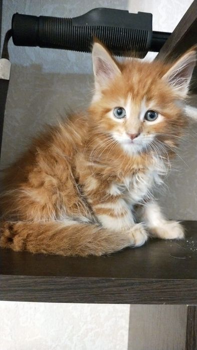 Мейн Кун Полидакт и Классик