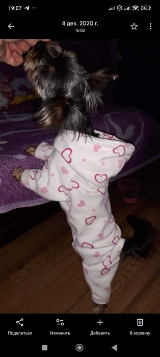 Ексклюзивна дрехи за малки кучета