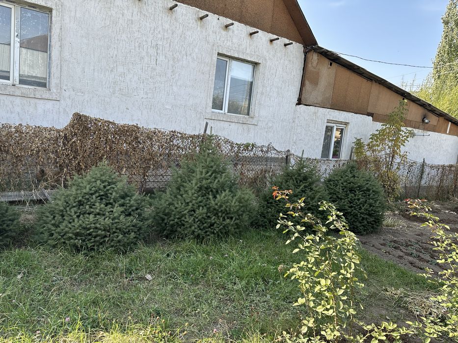 Елка разного размера и высоты продаем от 1 до 2 метров