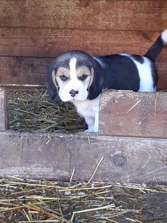 Cățeluşi beagle caută propietari