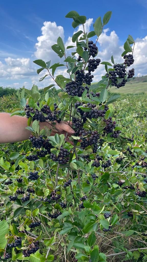 Aronia plante de anul 4 cu fructificare