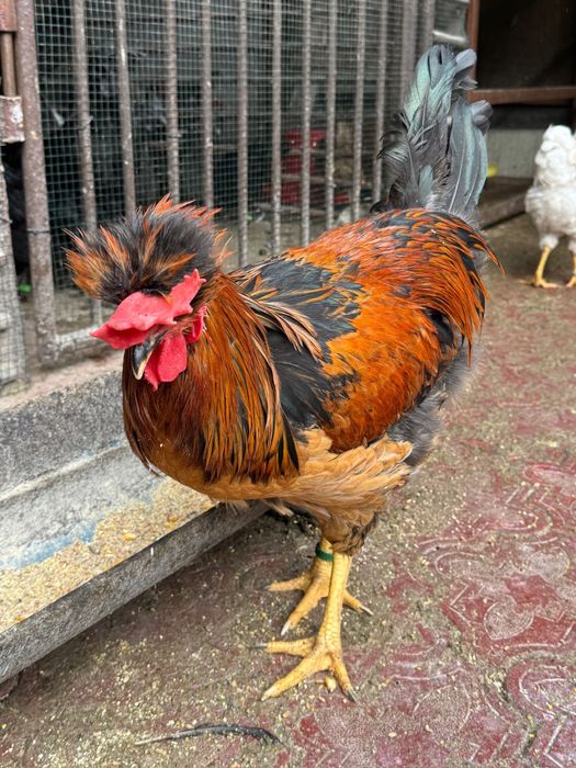 Cocoși de rasă – Moțați, Wyandotte, Ameraucana, Păduană, Australorp