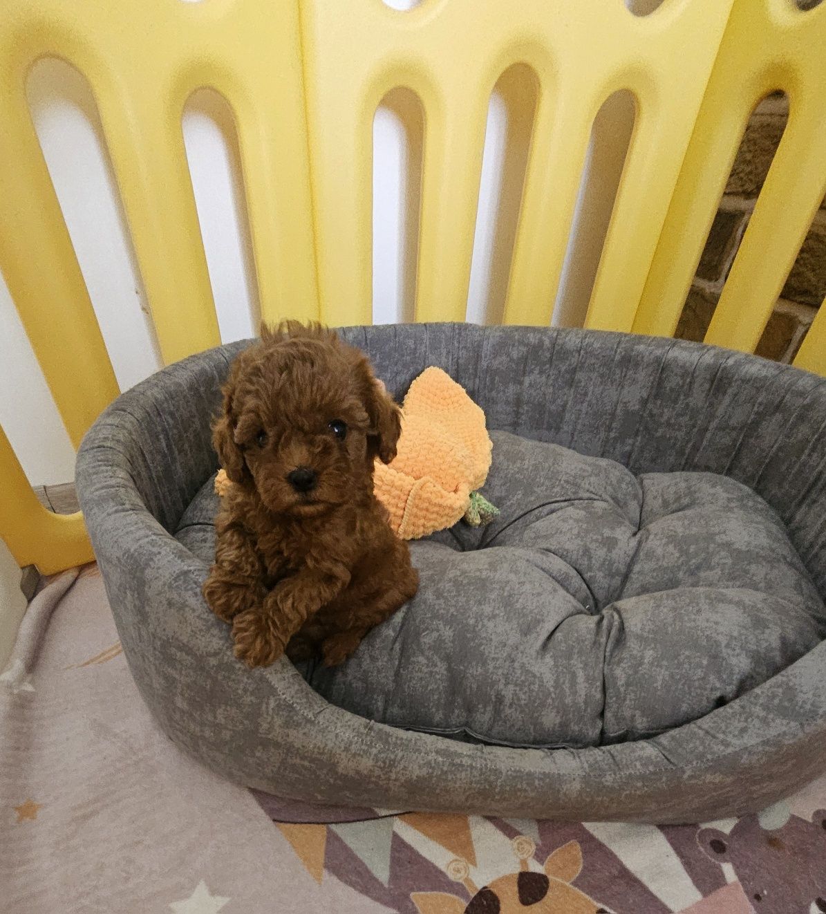 Резервирано!пудел момиче/Toy poodle/ с документ за произход