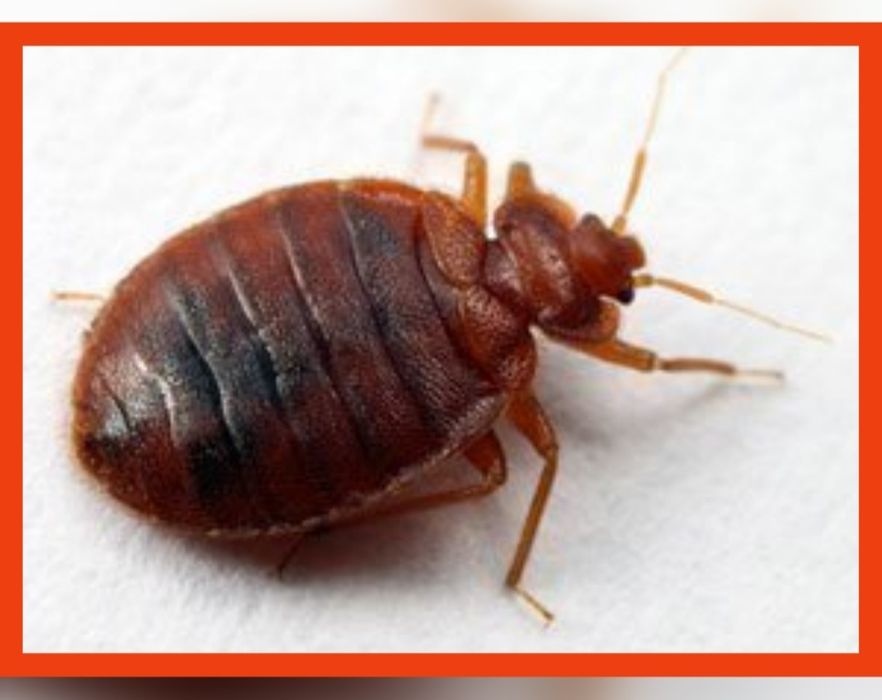 Дезинсекция/Дезинфекция/ Мы работаем на результат.