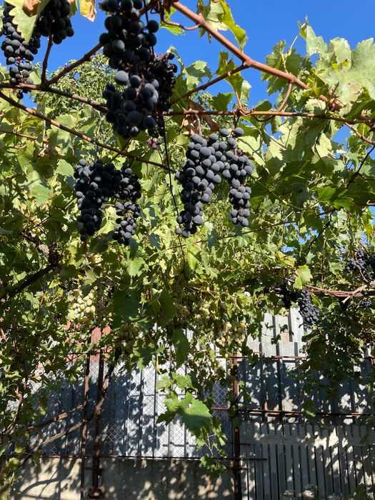 Vând casă in Podari in zonă excelentă