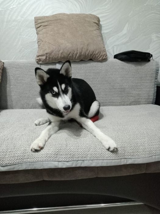 Собака хаски 7 месяцев