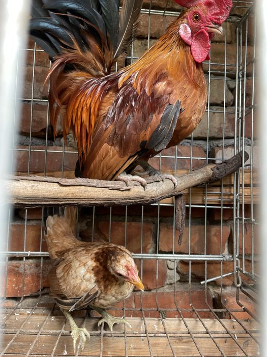 Gainuse  Pitice tineret si adulti