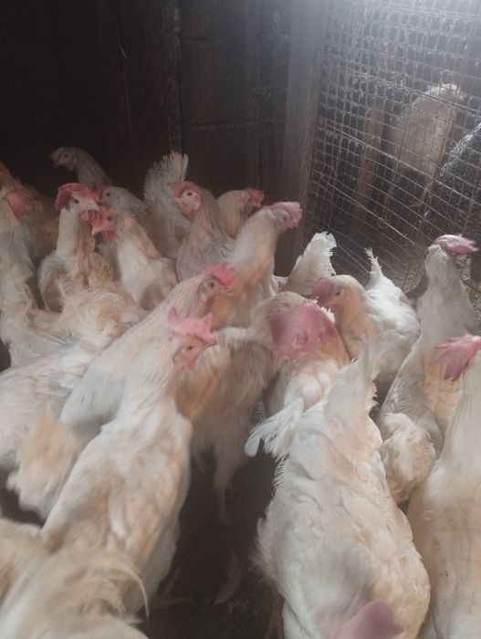 Продам кур несушек