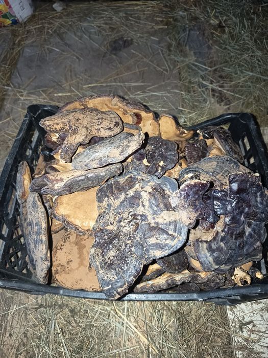 Ganoderma lucidum și aplanatum uscata