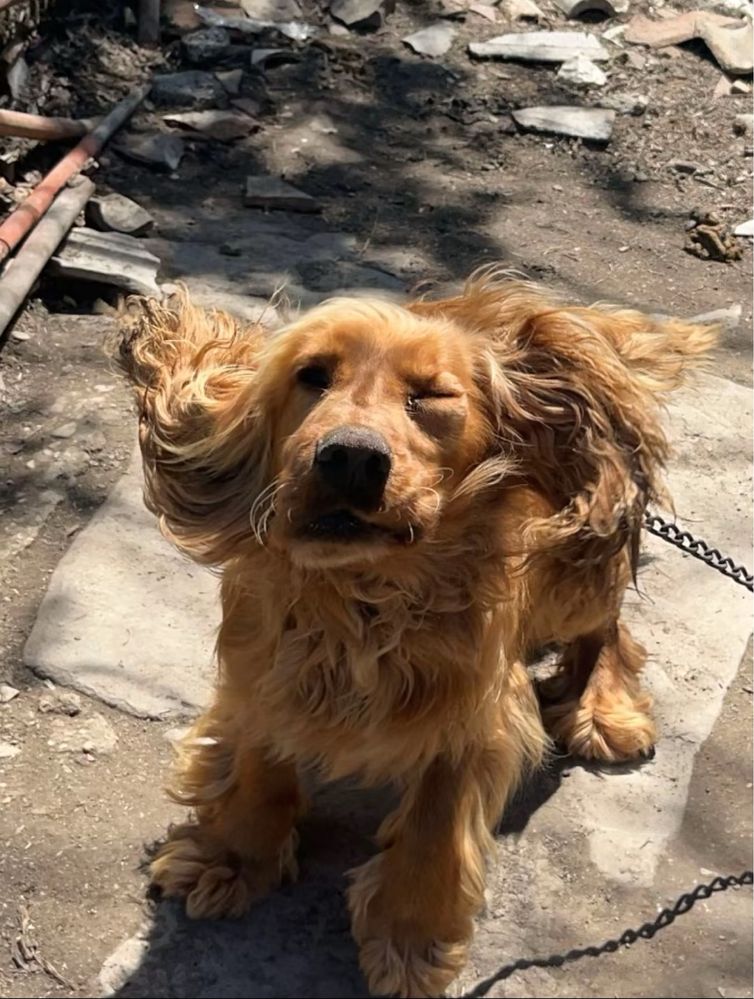 Cocker Spaniel си търси дом!! Спешно!!!