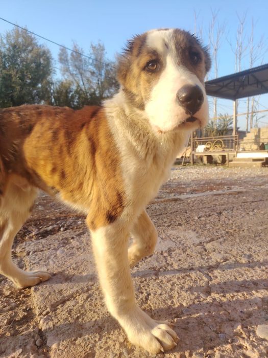 Продается Алабайский щенок 5 мес