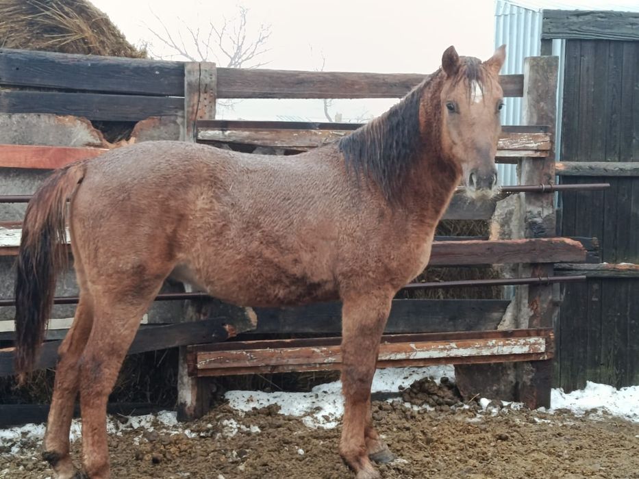 Продам тай на согым с откорма