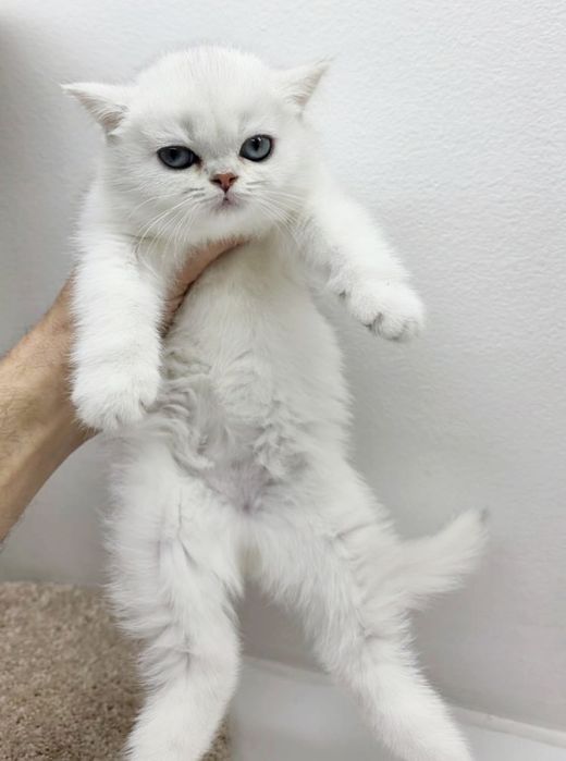 Британские  котята