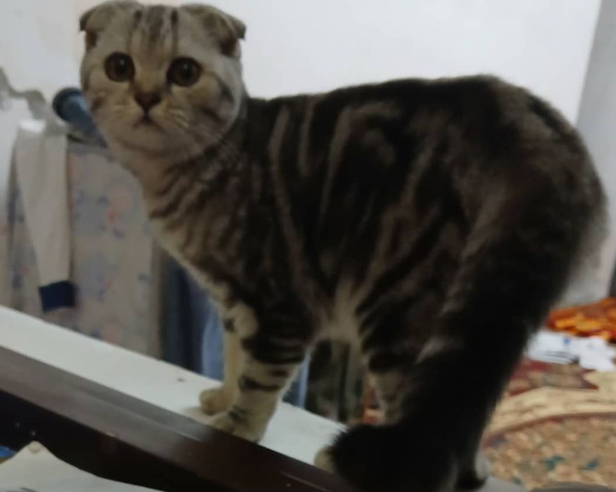 Пародистая котёнок породистая котёнок