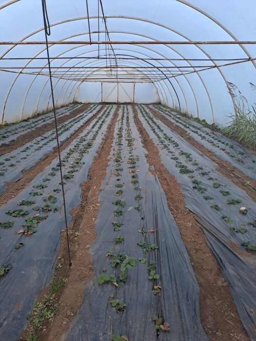 Livada cu pomi fructiferi