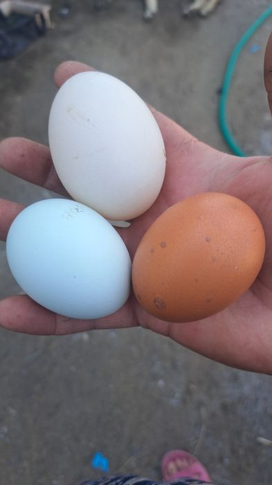 Яйцо куриное 650