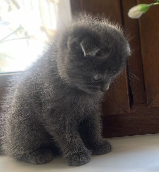 Скоттиш фолд мальчик котенок