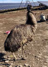 Pasare Emu Gaina