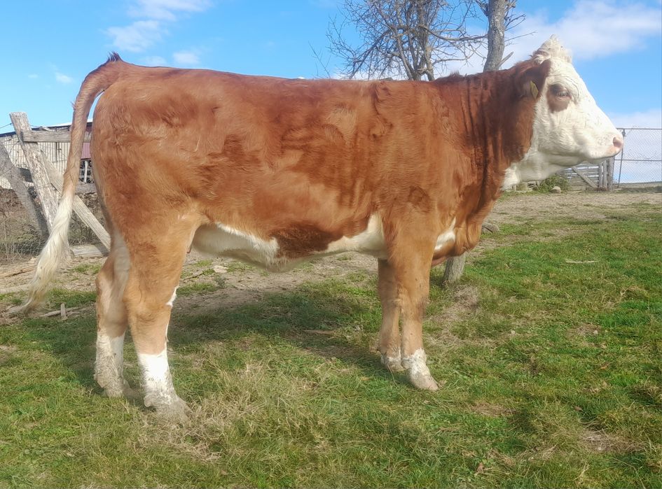 Vând  junică bălțată