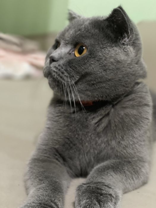 Срочно Продаются котята породистые, к лотку приучены и кушают все