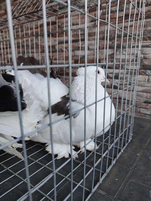 Porumbei voltati indieni