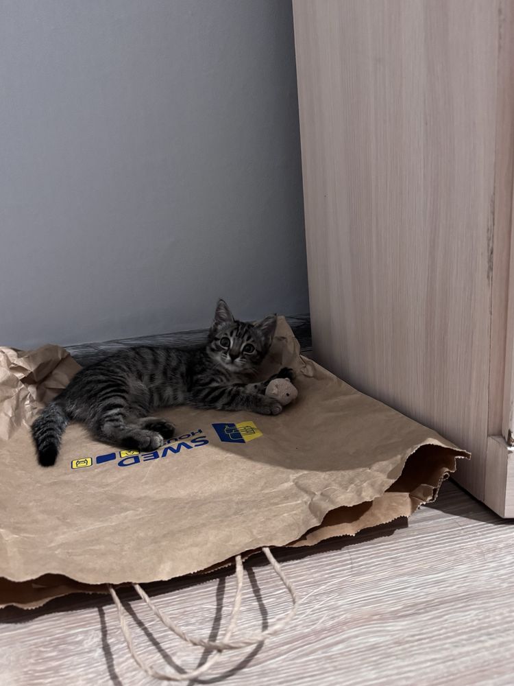 Котенок девочка 2 месяца.