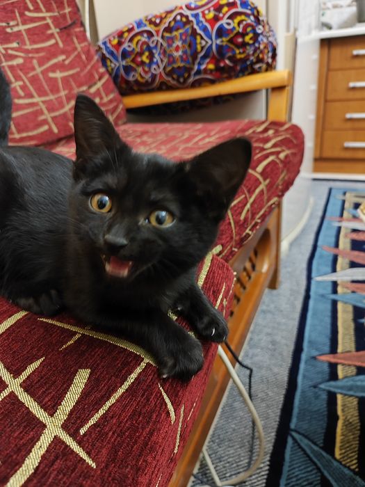 Котик 2 месяца. Дружелюбный.