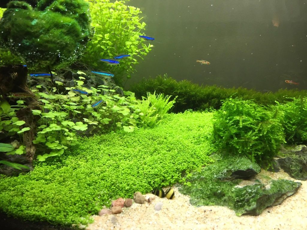 Plante acvariu/Gazon acvariu
