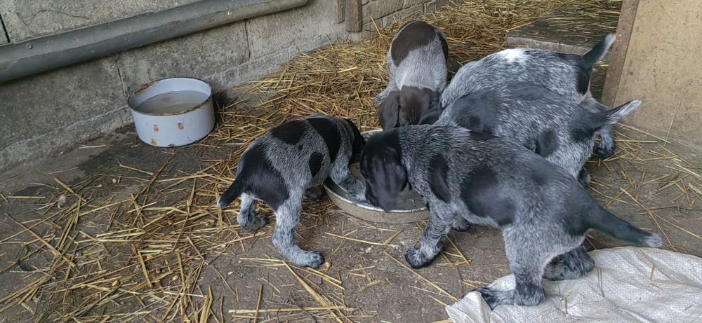 дратхар, ловджийско куче