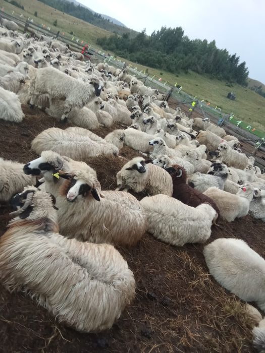 Se vând 200,250 de oi pe ales din 400