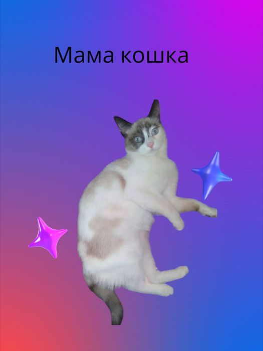 Продам недорого бело рыжего котёнка