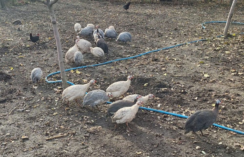 Vând bibilici de anu ăsta