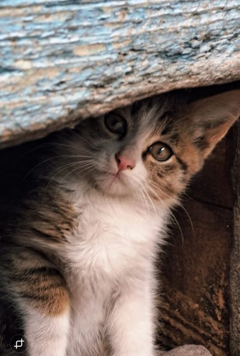 Заберите котят и Кошку в добрые ручки