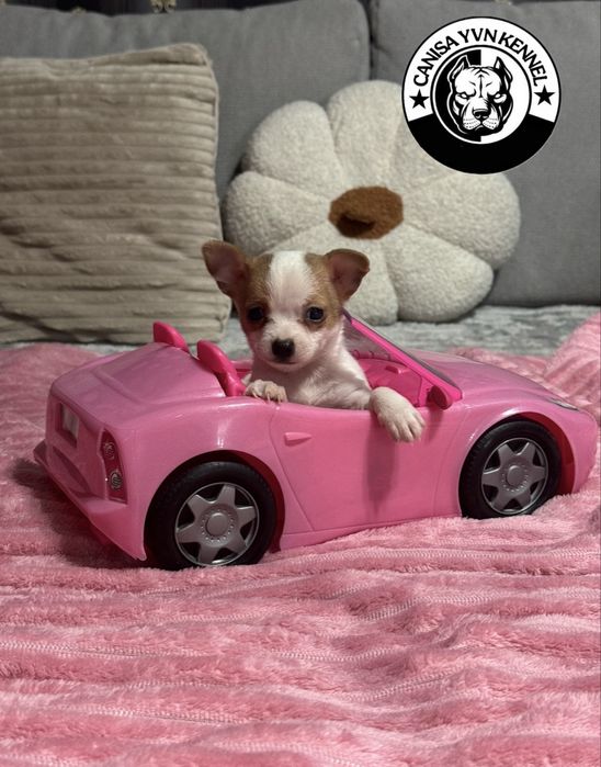 Mascul chihuahua miny